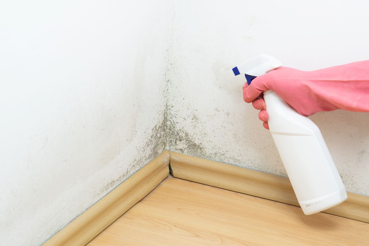 Person mit Handschuhen sprüht Reiniger auf schimmlige Wand – Raumluftmessung Schimmel deckt Problemzonen auf